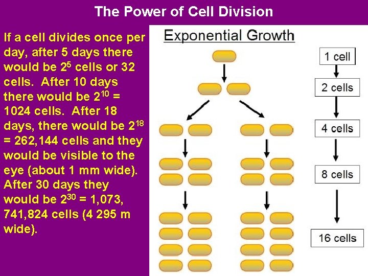 The Power of Cell Division If a cell divides once per day, after 5