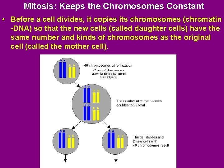 Mitosis: Keeps the Chromosomes Constant • Before a cell divides, it copies its chromosomes