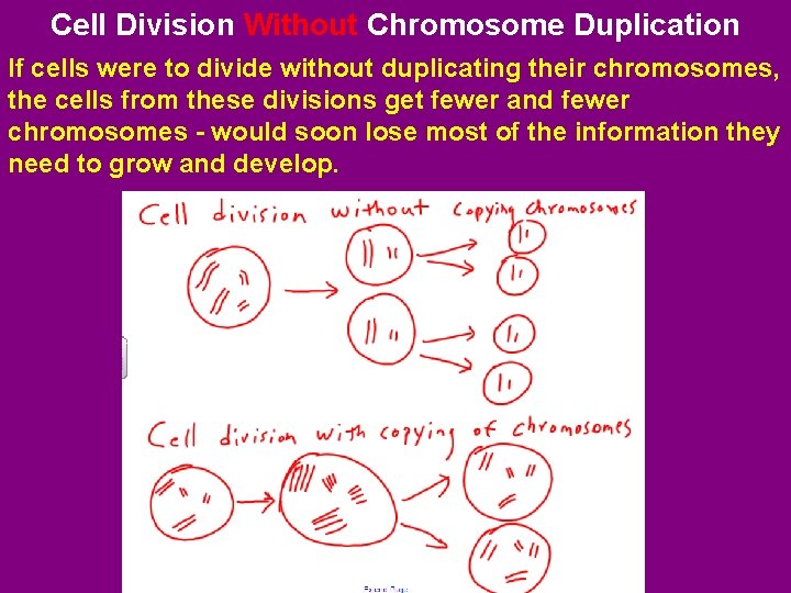 Cell Division Without Chromosome Duplication If cells were to divide without duplicating their chromosomes,