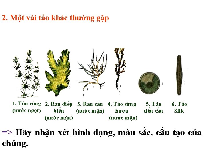 Tiết 44: CHƯƠNG VIII: CÁC NHÓM THỰC VẬT - Bài 37: TẢO 2. Một