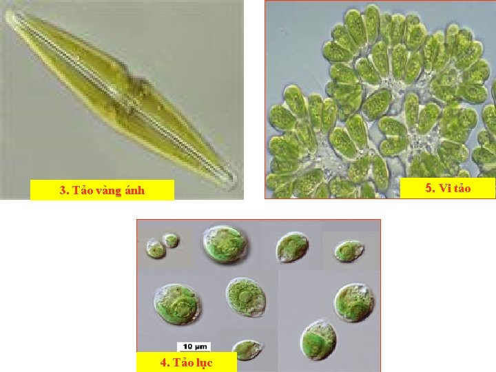 5. Vi tảo 3. Tảo vàng ánh 4. Tảo lục 