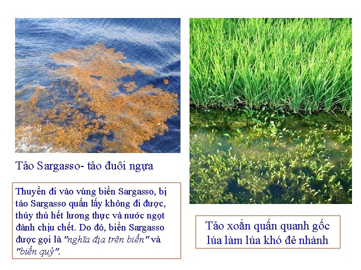 Tảo Sargasso- tảo đuôi ngựa Thuyền đi vào vùng biển Sargasso, bị tảo Sargasso