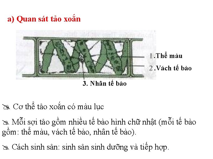 Tiết 44: CHƯƠNG VIII: CÁC NHÓM THỰC VẬT - Bài 37: TẢO a) Quan