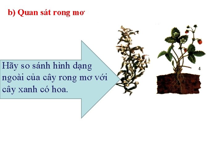 Tiết 44: CHƯƠNG VIII: CÁC NHÓM THỰC VẬT - Bài 37: TẢO b) Quan