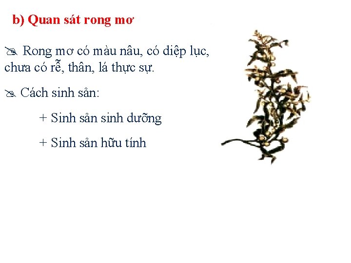 Tiết 44: CHƯƠNG VIII: CÁC NHÓM THỰC VẬT - Bài 37: TẢO b) Quan