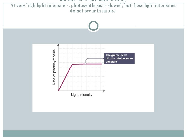 another factor becomes limiting. At very high light intensities, photosynthesis is slowed, but these