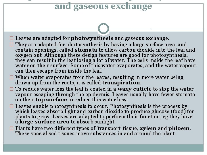 and gaseous exchange � Leaves are adapted for photosynthesis and gaseous exchange. � They