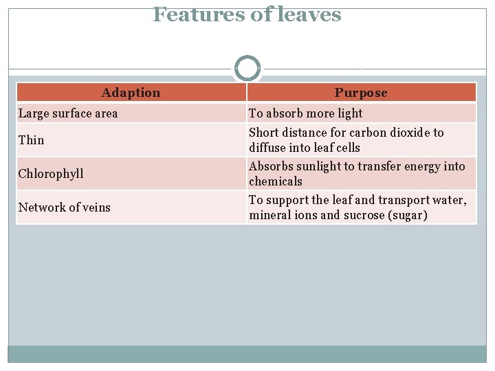 Features of leaves Adaption Purpose Large surface area To absorb more light Thin Short