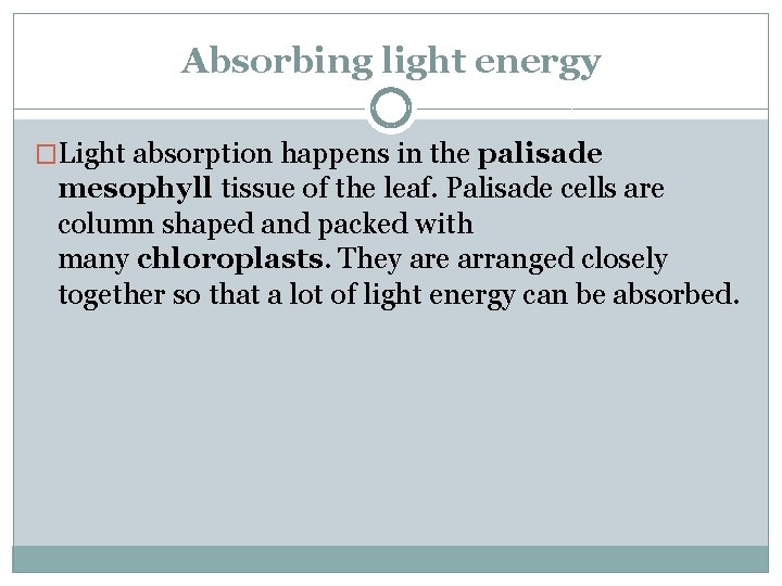Absorbing light energy �Light absorption happens in the palisade mesophyll tissue of the leaf.