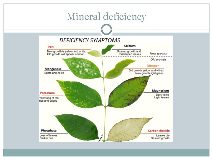 Mineral deficiency 