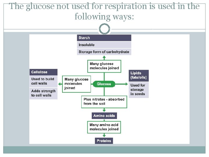 The glucose not used for respiration is used in the following ways: 