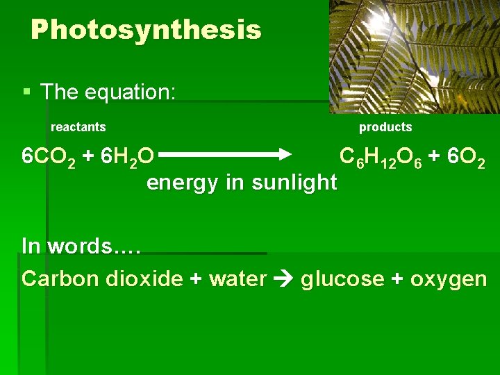 Photosynthesis § The equation: reactants products 6 CO 2 + 6 H 2 O