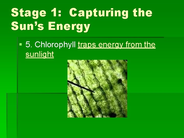 Stage 1: Capturing the Sun’s Energy § 5. Chlorophyll traps energy from the sunlight