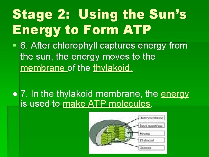 Stage 2: Using the Sun’s Energy to Form ATP § 6. After chlorophyll captures