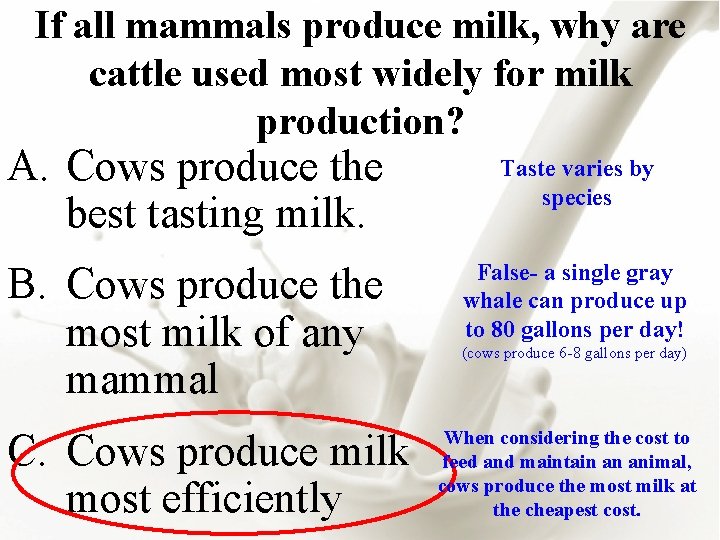If all mammals produce milk, why are cattle used most widely for milk production?