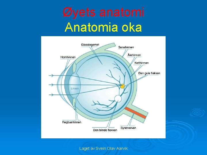 Øyets anatomi Anatomia oka Laget av Svein Olav Aarvik 