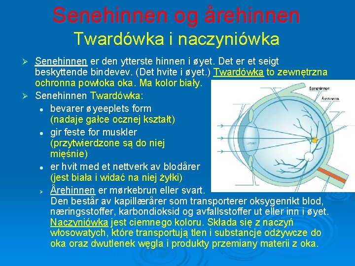 Senehinnen og årehinnen Twardówka i naczyniówka Senehinnen er den ytterste hinnen i øyet. Det