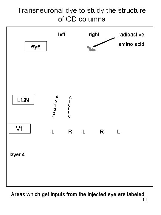 Transneuronal dye to study the structure of OD columns left radioactive right amino acid