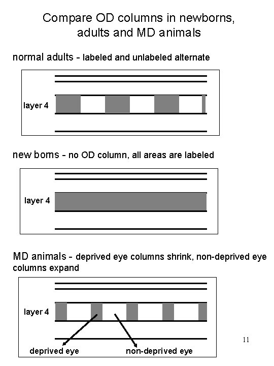 Compare OD columns in newborns, adults and MD animals normal adults - labeled and