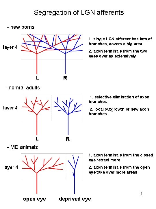 Segregation of LGN afferents - new borns 1. single LGN afferent has lots of