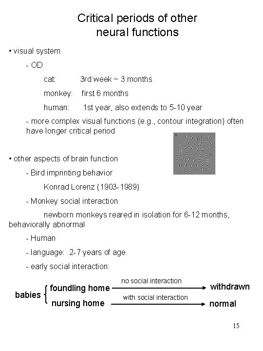 Critical periods of other neural functions • visual system - OD cat: 3 rd