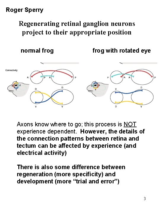 Roger Sperry Regenerating retinal ganglion neurons project to their appropriate position normal frog with