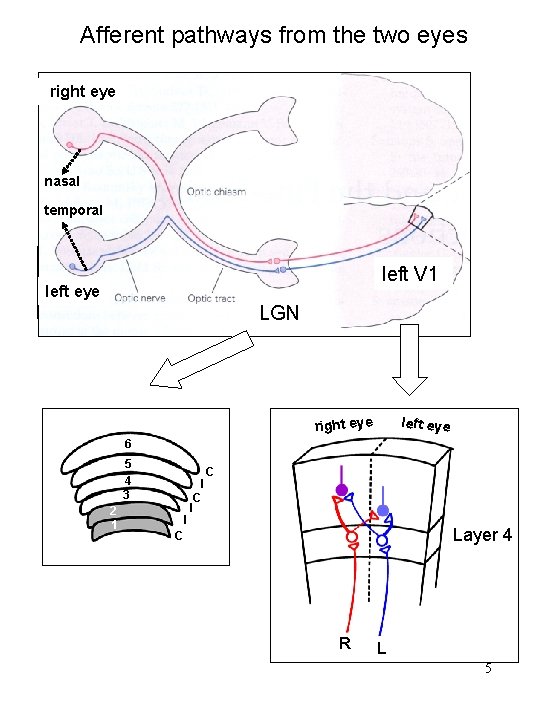 Afferent pathways from the two eyes right eye nasal temporal left V 1 left