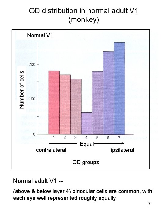 OD distribution in normal adult V 1 (monkey) Number of cells Normal V 1