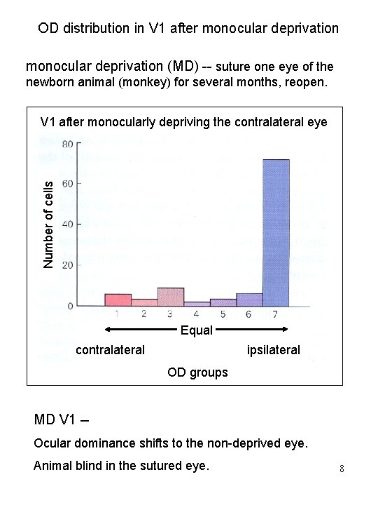 OD distribution in V 1 after monocular deprivation (MD) -- suture one eye of