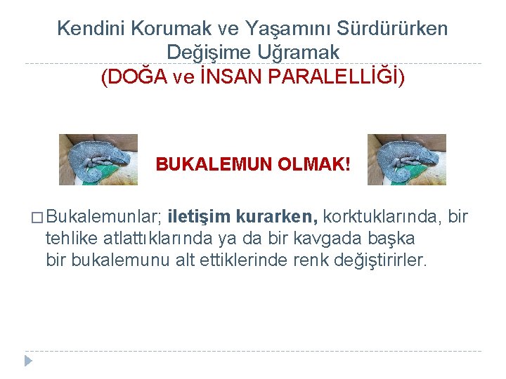 Kendini Korumak ve Yaşamını Sürdürürken Değişime Uğramak (DOĞA ve İNSAN PARALELLİĞİ) BUKALEMUN OLMAK! �