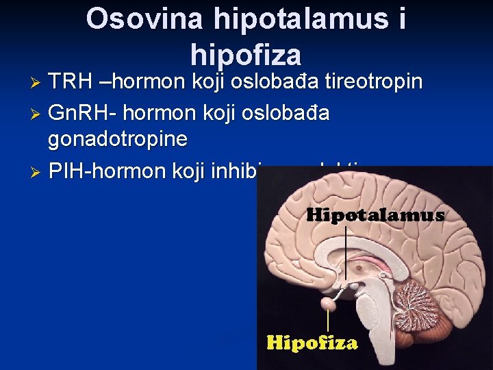 Osovina hipotalamus i hipofiza TRH –hormon koji oslobađa tireotropin Ø Gn. RH- hormon koji