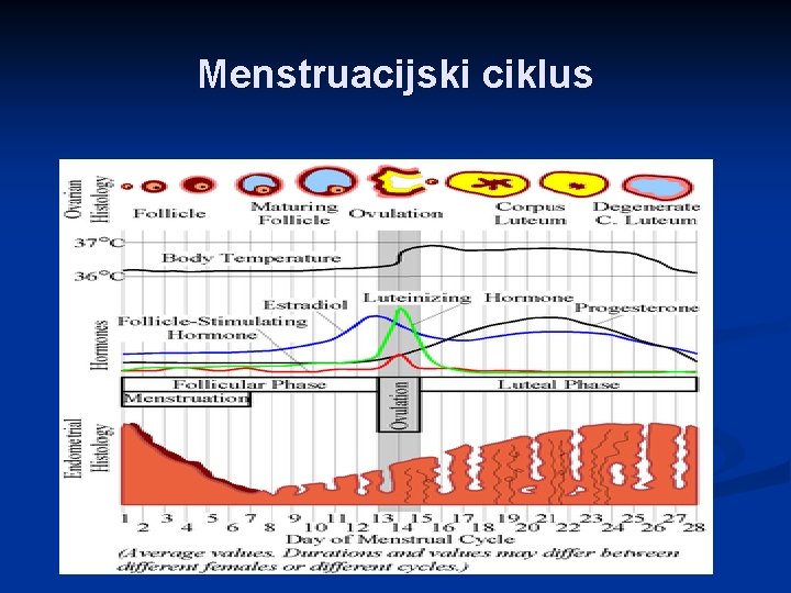 Menstruacijski ciklus 