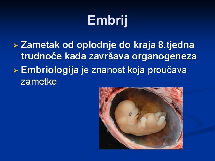 Embrij Zametak od oplodnje do kraja 8. tjedna trudnoće kada završava organogeneza Ø Embriologija