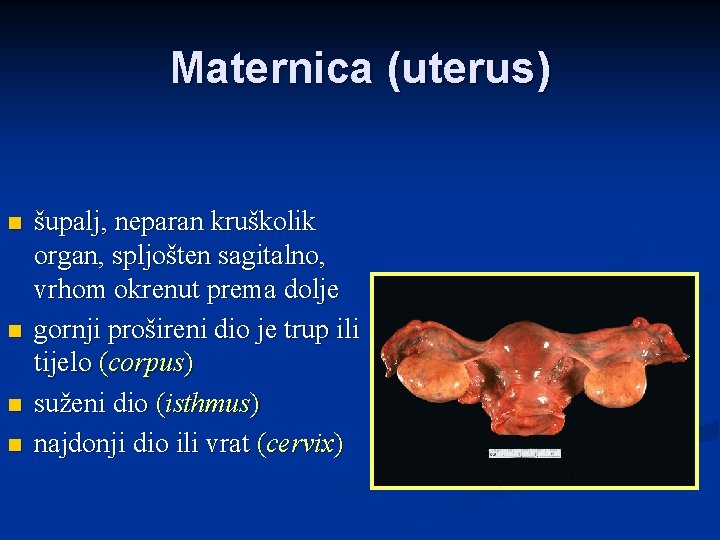 Maternica (uterus) n n šupalj, neparan kruškolik organ, spljošten sagitalno, vrhom okrenut prema dolje