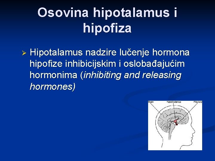 Osovina hipotalamus i hipofiza Ø Hipotalamus nadzire lučenje hormona hipofize inhibicijskim i oslobađajućim hormonima