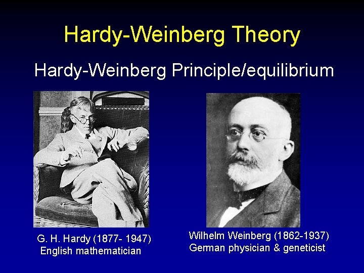 Hardy-Weinberg Theory Hardy-Weinberg Principle/equilibrium G. H. Hardy (1877 - 1947) English mathematician Wilhelm Weinberg
