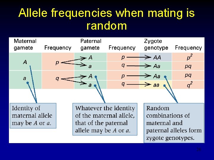 Allele frequencies when mating is random 26 