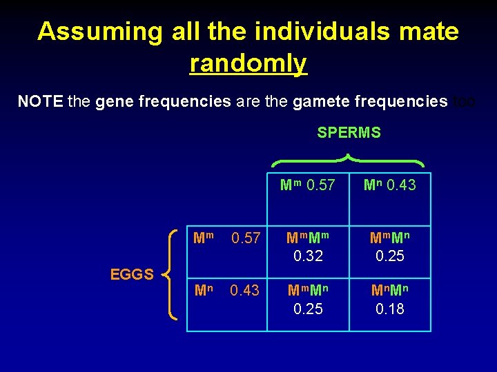 Assuming all the individuals mate randomly NOTE the gene frequencies are the gamete frequencies