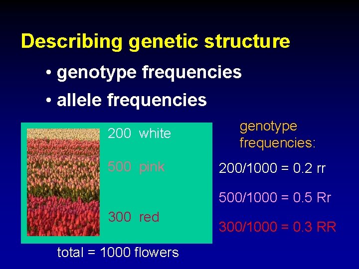 Describing genetic structure • genotype frequencies • allele frequencies 200 white 500 pink genotype