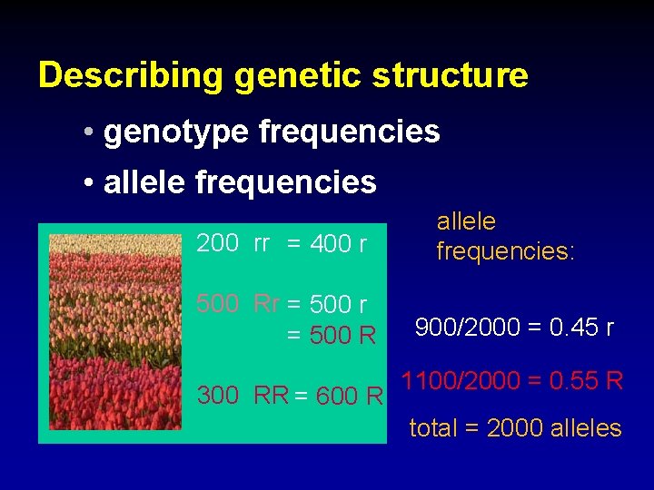 Describing genetic structure • genotype frequencies • allele frequencies 200 rr = 400 r