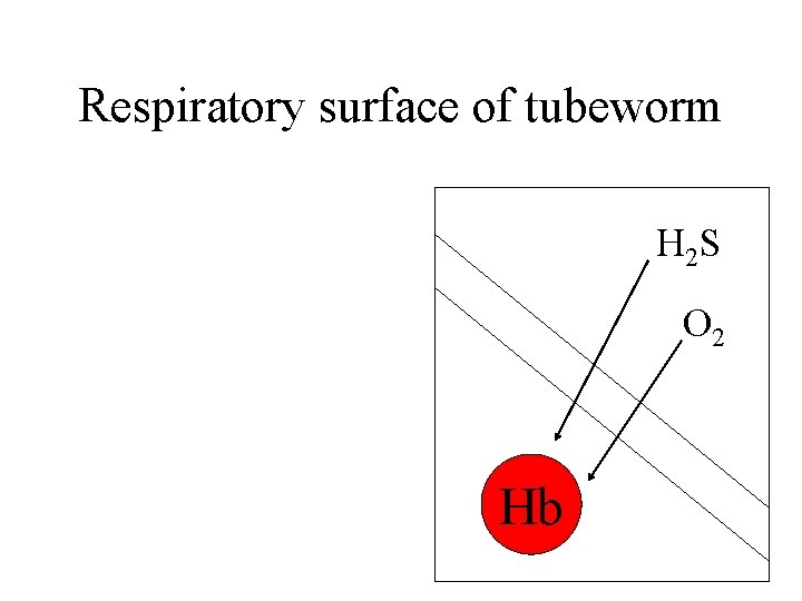 Respiratory surface of tubeworm H 2 S O 2 Hb 