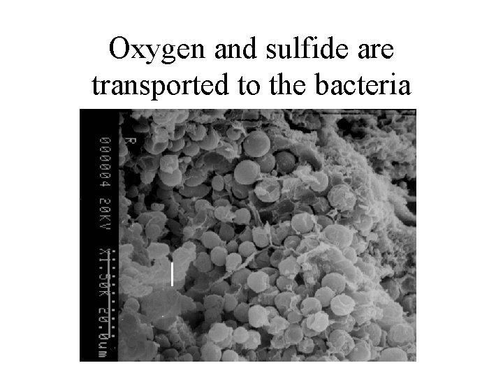 Oxygen and sulfide are transported to the bacteria 