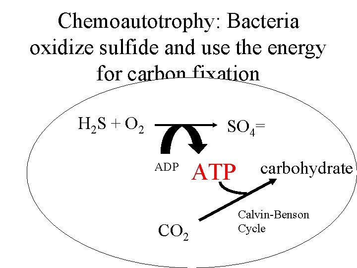 Chemoautotrophy: Bacteria oxidize sulfide and use the energy for carbon fixation H 2 S