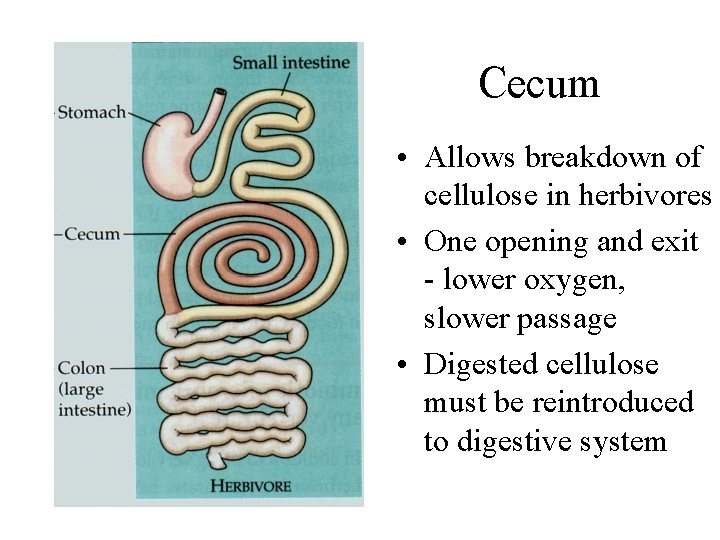 Cecum • Allows breakdown of cellulose in herbivores • One opening and exit -