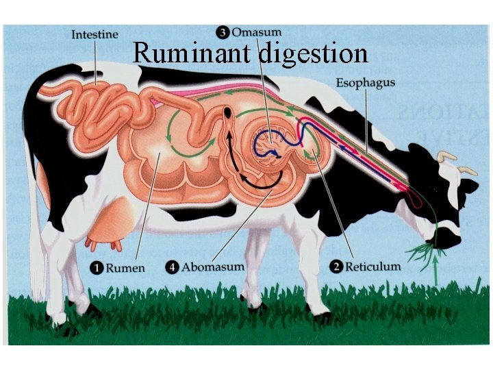 Ruminant digestion 