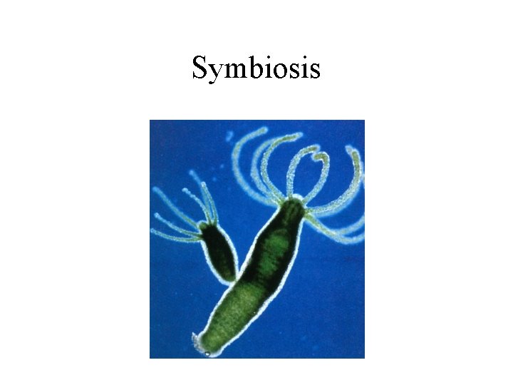 Symbiosis 