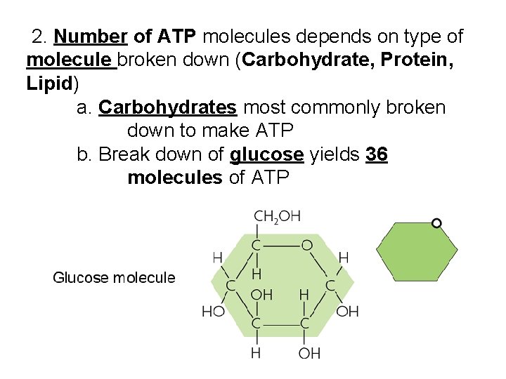 2. Number of ATP molecules depends on type of molecule broken down (Carbohydrate, Protein,