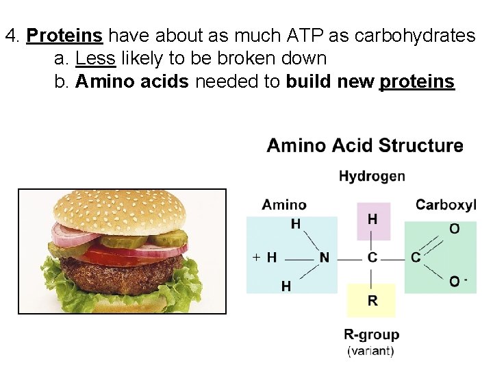 4. Proteins have about as much ATP as carbohydrates a. Less likely to be