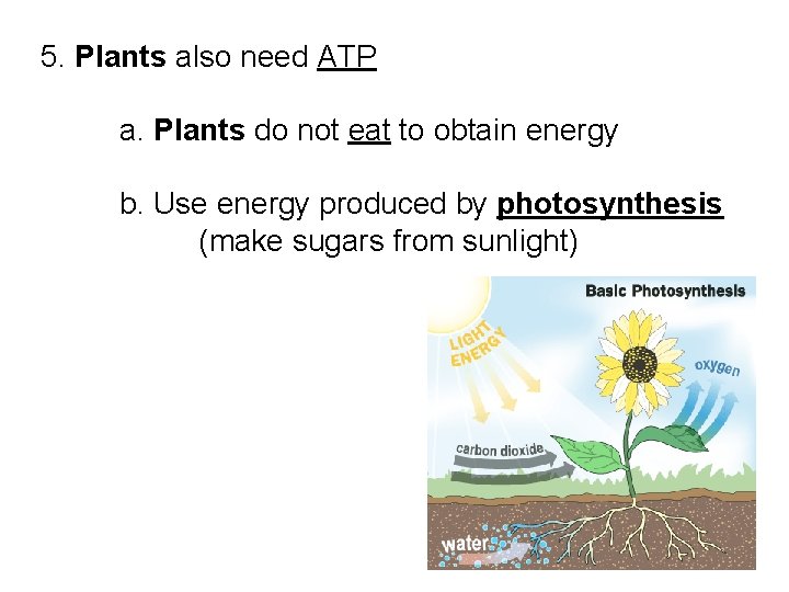 5. Plants also need ATP a. Plants do not eat to obtain energy b.