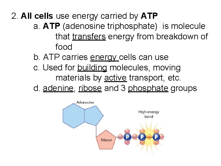 2. All cells use energy carried by ATP a. ATP (adenosine triphosphate) is molecule